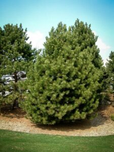 Сосна Чёрная (Pinus Nigra) купить по цене от 270.00р. в интернет-магазине «Посадика» с доставкой почтой в в Всеволожске и по всей России – [изображение №1].