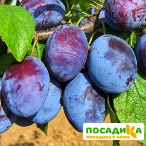 Слива Чачакская ранняя купить по цене от 229.00р. в интернет-магазине «Посадика» с доставкой почтой в в Всеволожске и по всей России – [изображение №1].