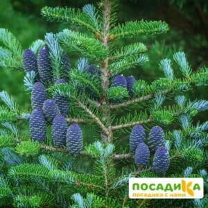 Пихта корейская (Abies koreana) купить по цене от 450.00р. в интернет-магазине «Посадика» с доставкой почтой в в Всеволожске и по всей России – [изображение №1].