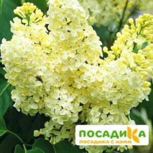 Сирень Примроуз (Primrose) купить по цене от 529.00р. в интернет-магазине «Посадика» с доставкой почтой в в Всеволожске и по всей России – [изображение №1].