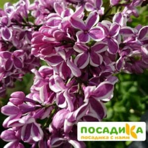 Сирень Сенсация купить по цене от 529.00р. в интернет-магазине «Посадика» с доставкой почтой в в Всеволожске и по всей России – [изображение №1].