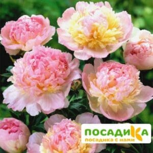 Пион Распберри Сандей (Paeonia Raspberry Sundae) купить по цене от 959р. в интернет-магазине «Посадика» с доставкой почтой в в Всеволожске и по всей России – [изображение №1].