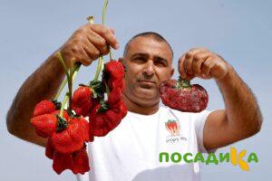 Клубника Гигант Джорнея купить по цене от 266р. в интернет-магазине «Посадика» с доставкой почтой в в Всеволожске и по всей России – [изображение №1].