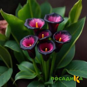 Калла Аура Лейс купить по цене от 400р. в интернет-магазине «Посадика» с доставкой почтой в в Всеволожске и по всей России – [изображение №1].