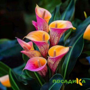 Калла Оникс купить по цене от 450р. в интернет-магазине «Посадика» с доставкой почтой в в Всеволожске и по всей России – [изображение №1].