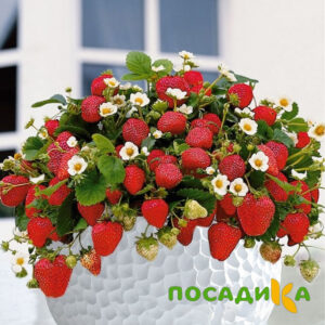 Клубника Рубиновый Шепот (горшечная) купить по цене от 240р. в интернет-магазине «Посадика» с доставкой почтой в в Всеволожске и по всей России – [изображение №1].