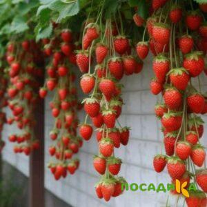 Клубника вьющаяся Комплимент купить по цене от 470р. в интернет-магазине «Посадика» с доставкой почтой в в Всеволожске и по всей России – [изображение №1].
