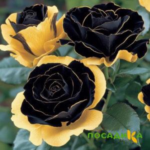 Роза Ханни Сикл купить по цене от 700р. в интернет-магазине «Посадика» с доставкой почтой в в Всеволожске и по всей России – [изображение №1].