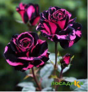 Роза Багровый Шепот купить по цене от 366р. в интернет-магазине «Посадика» с доставкой почтой в в Всеволожске и по всей России – [изображение №1].