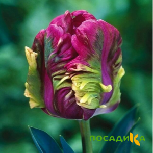Тюльпан Экзотик Хэвен купить по цене от 186р. в интернет-магазине «Посадика» с доставкой почтой в в Всеволожске и по всей России – [изображение №1].