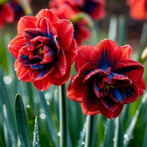 Нарцисс Эрличе купить по цене от 386р. в интернет-магазине «Посадика» с доставкой почтой в в Всеволожске и по всей России – [изображение №1].