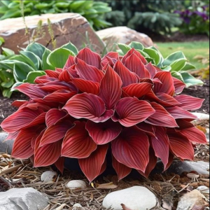 Хоста Малыш Шедевр купить по цене от 421р. в интернет-магазине «Посадика» с доставкой почтой в в Всеволожске и по всей России – [изображение №1].