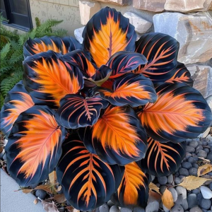 Хоста Сикрет Форест купить по цене от 601р. в интернет-магазине «Посадика» с доставкой почтой в в Всеволожске и по всей России – [изображение №1].