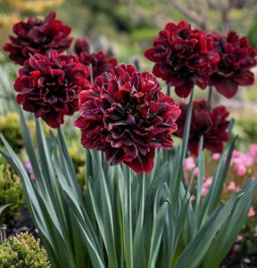 Нарцисс Малиновая Вуаль купить по цене от 3000р. в интернет-магазине «Посадика» с доставкой почтой в в Всеволожске и по всей России – [изображение №1].